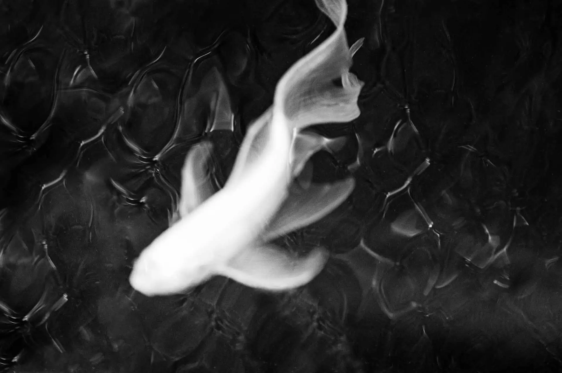 SILLAGE: SLG-006