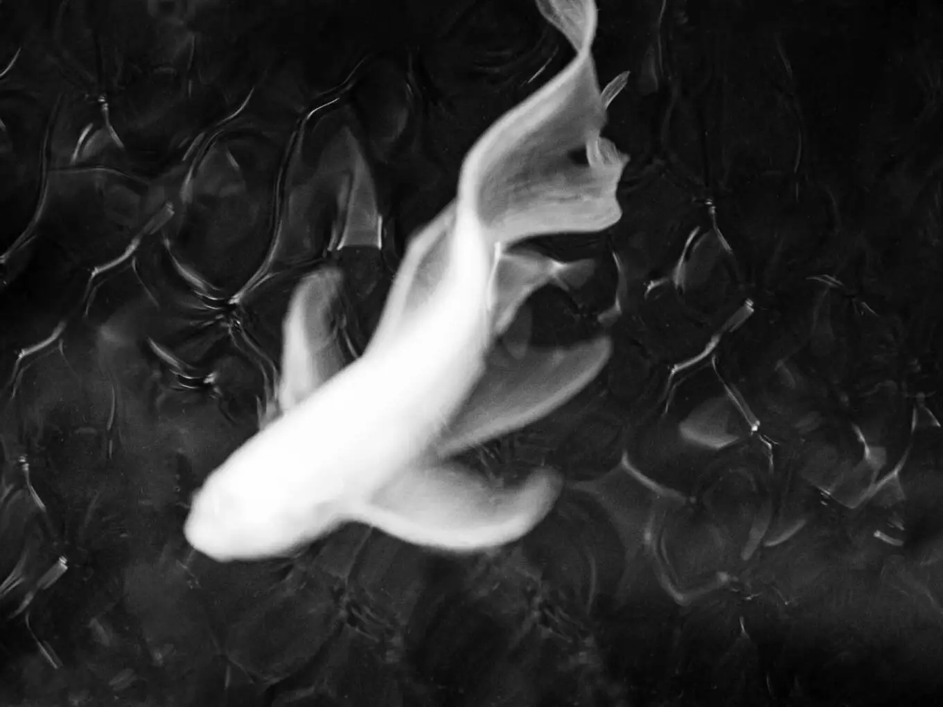 SILLAGE-006